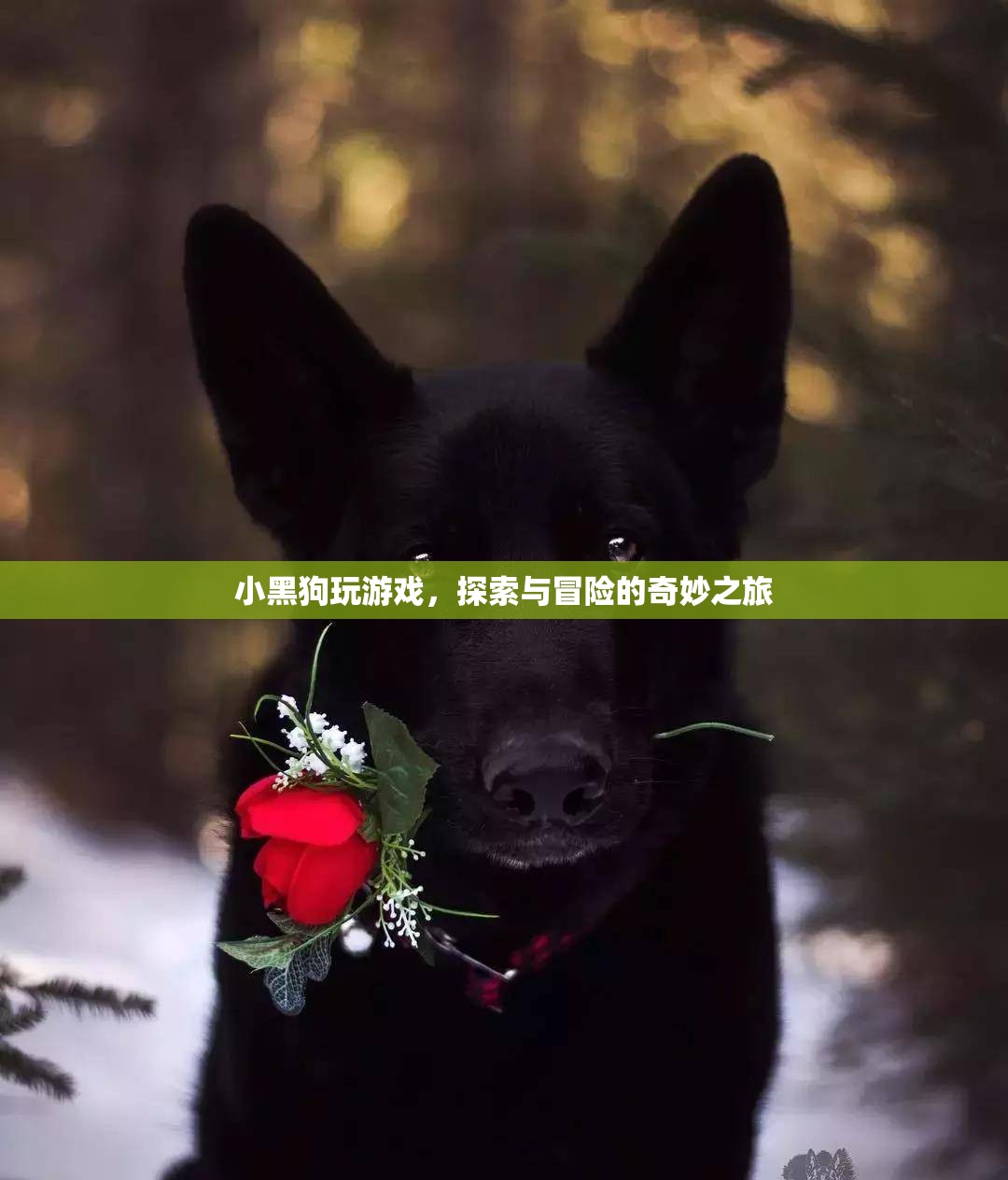 小黑狗的游戲冒險(xiǎn)之旅