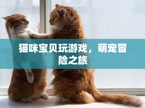 貓咪寶貝的冒險(xiǎn)之旅