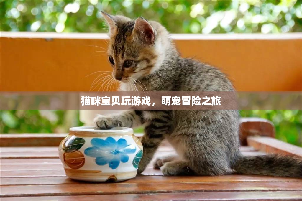 貓咪寶貝的冒險(xiǎn)之旅