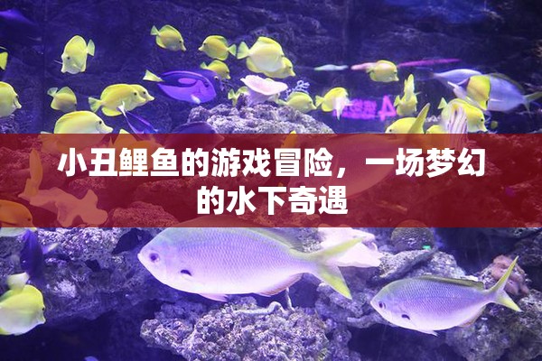 夢幻水下奇遇，小丑鯉魚的游戲冒險