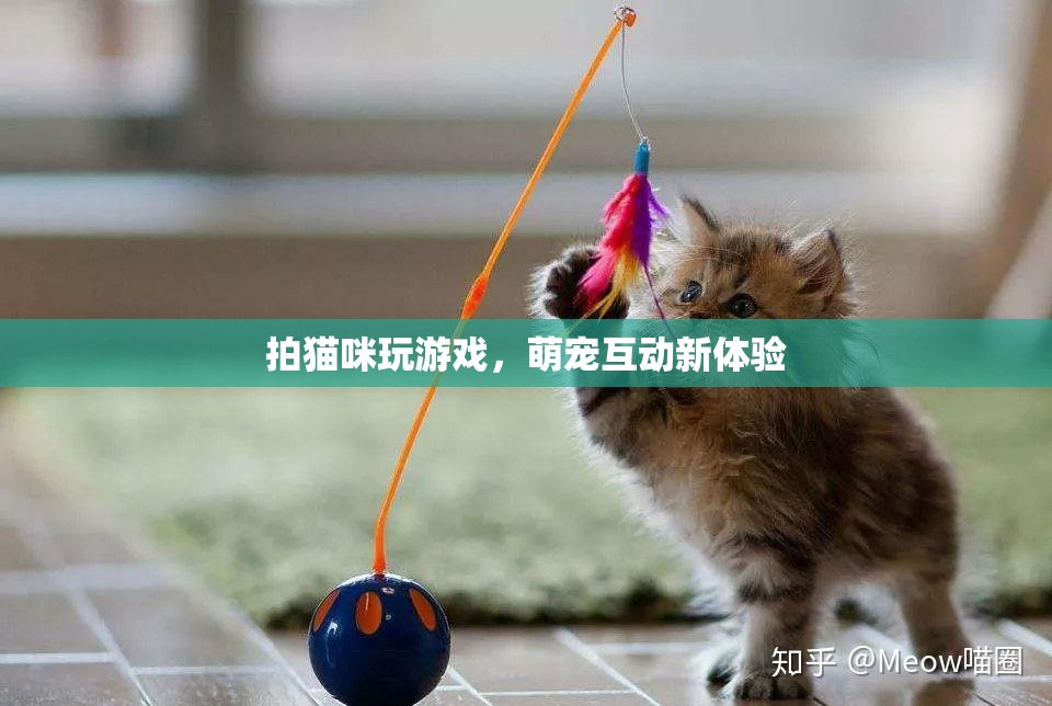 貓咪游戲，萌寵互動新體驗