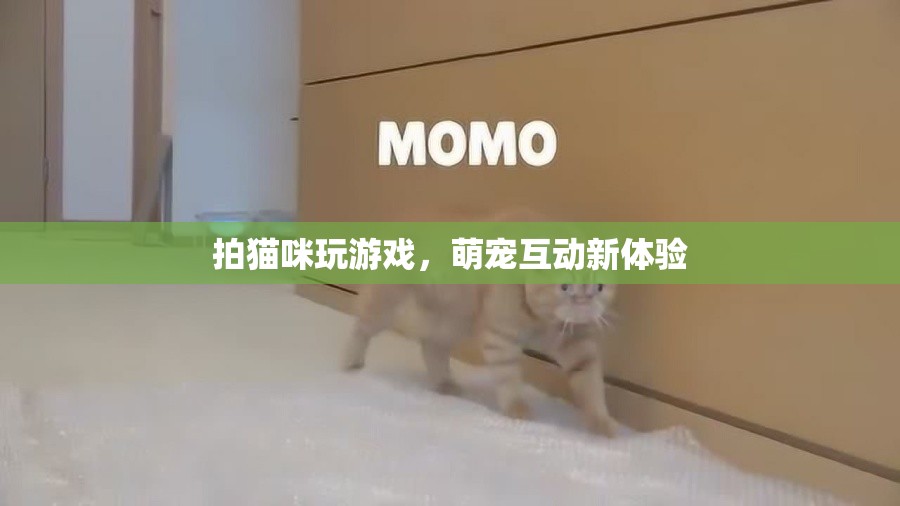 貓咪游戲，萌寵互動新體驗