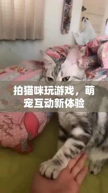 貓咪游戲，萌寵互動新體驗