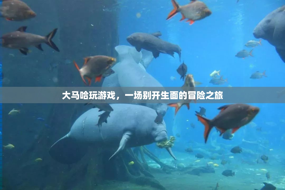 大馬哈的冒險(xiǎn)之旅，一場(chǎng)別開(kāi)生面的游戲盛宴