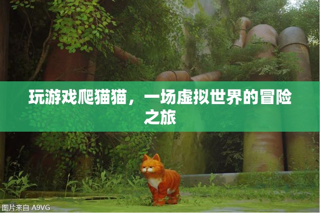 虛擬世界冒險(xiǎn)，爬貓貓游戲之旅