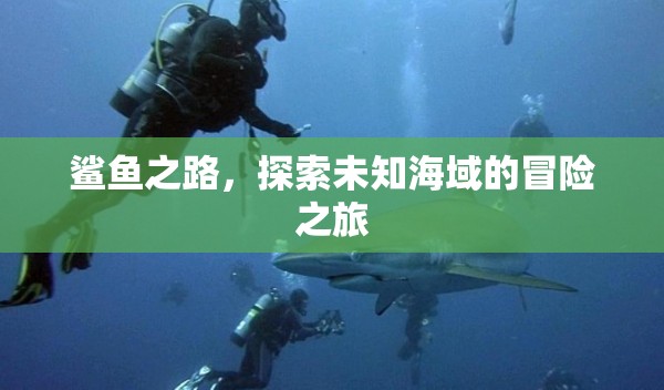 鯊魚之路，探索未知海域的冒險(xiǎn)之旅