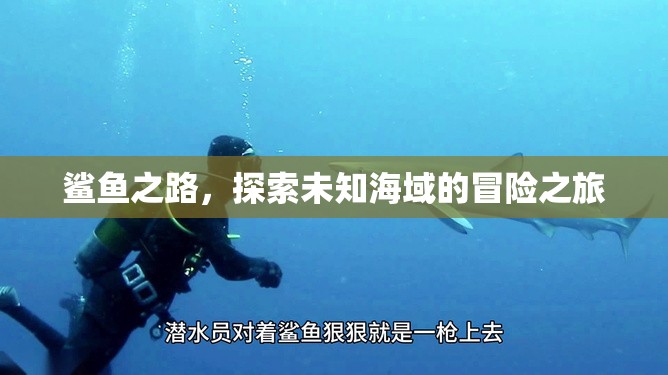 鯊魚之路，探索未知海域的冒險(xiǎn)之旅