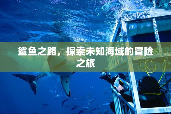 鯊魚之路，探索未知海域的冒險(xiǎn)之旅