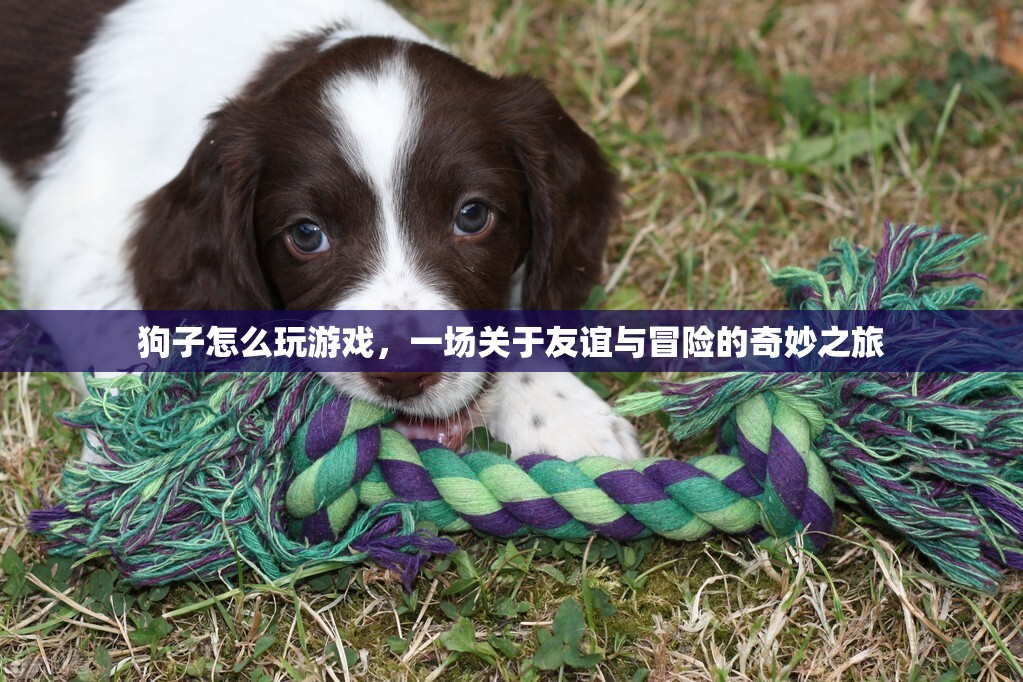 一場關于友誼與冒險的奇妙之旅，狗子如何玩游戲