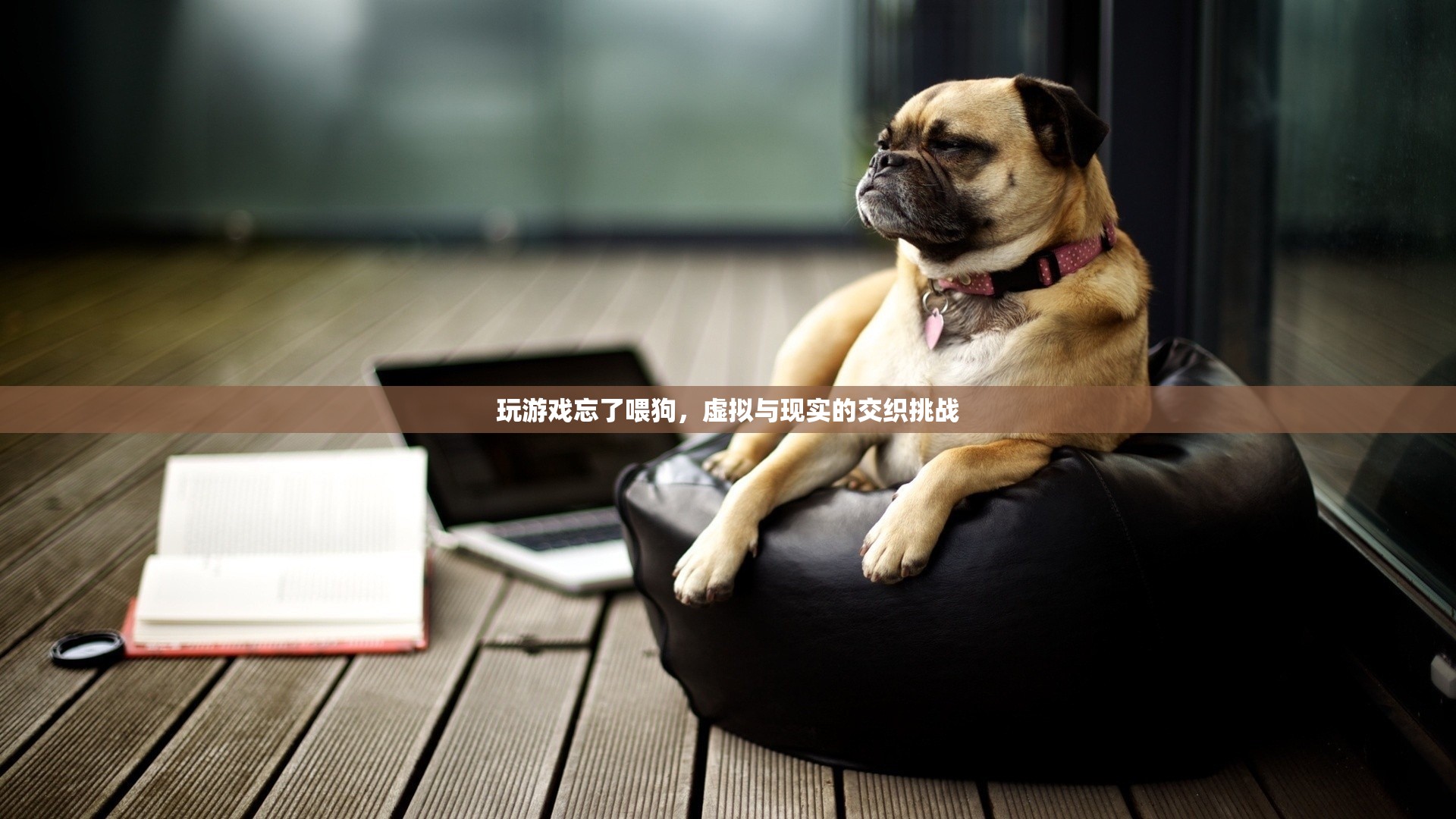 玩游戲忘喂狗，虛擬與現(xiàn)實(shí)交織的挑戰(zhàn)