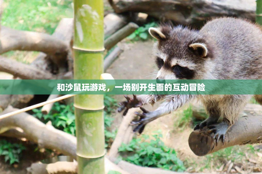 沙鼠游戲，一場別開生面的互動冒險
