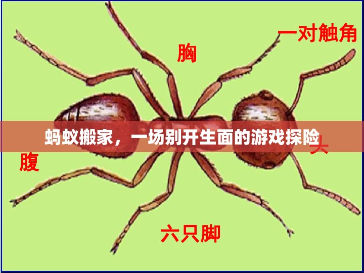 螞蟻搬家，探索游戲世界的奇妙之旅