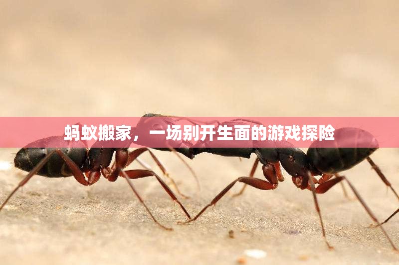螞蟻搬家，探索游戲世界的奇妙之旅