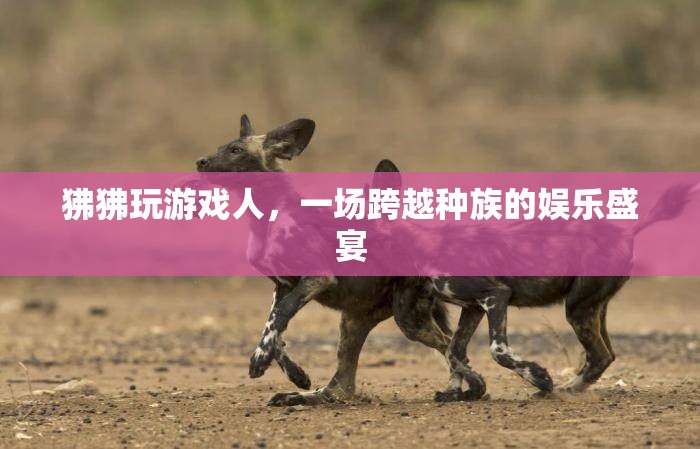 狒狒玩游戲人，跨越種族的娛樂盛宴