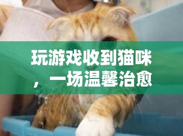虛擬養(yǎng)貓冒險(xiǎn)，在游戲中收獲溫馨治愈的貓咪陪伴