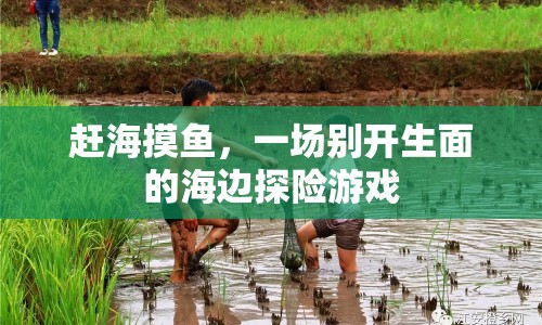 海邊摸魚探險(xiǎn)，一場(chǎng)別開生面的游戲盛宴