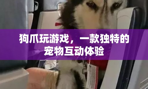 狗爪玩游戲，打造獨(dú)特寵物互動體驗(yàn)