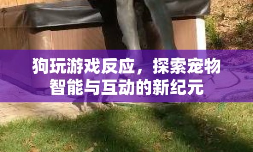 狗玩游戲反應(yīng)，解鎖寵物智能與互動的新篇章