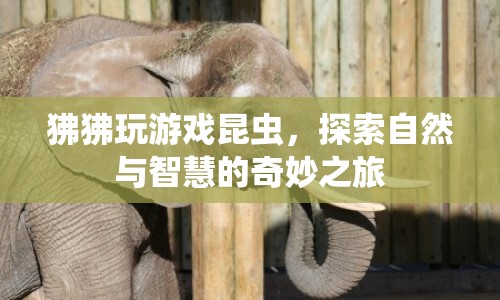 狒狒昆蟲游戲，探索自然與智慧的奇妙之旅