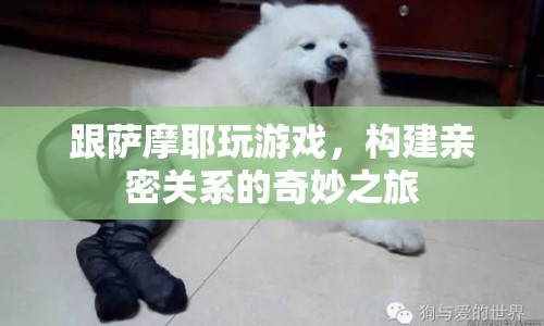 與薩摩耶共舞，構(gòu)建親密關(guān)系的奇妙之旅