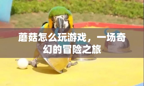 蘑菇的奇幻冒險(xiǎn)之旅，如何玩轉(zhuǎn)游戲？