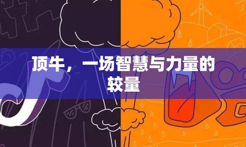 頂牛，智慧與力量的巔峰對決