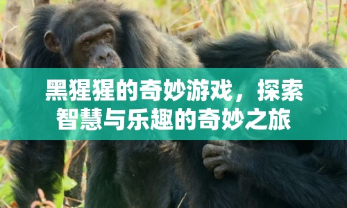 探索黑猩猩的智慧與樂趣，奇妙游戲之旅