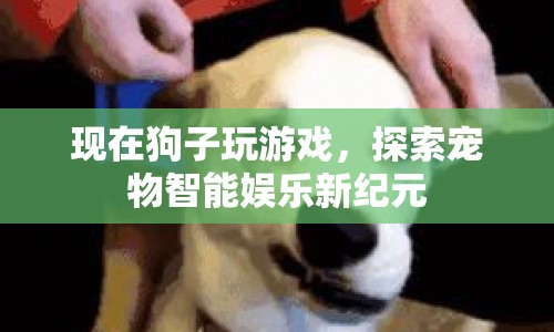 探索寵物智能娛樂(lè)新紀(jì)元，狗子玩游戲
