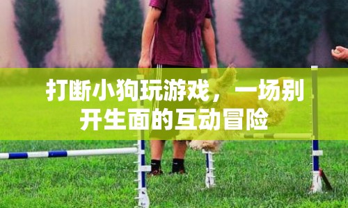小狗游戲被打斷，互動冒險新體驗