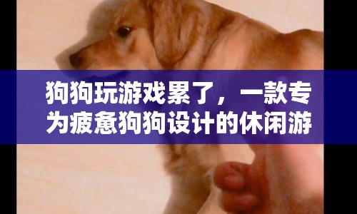 狗狗休閑游戲，讓疲憊的狗狗放松身心