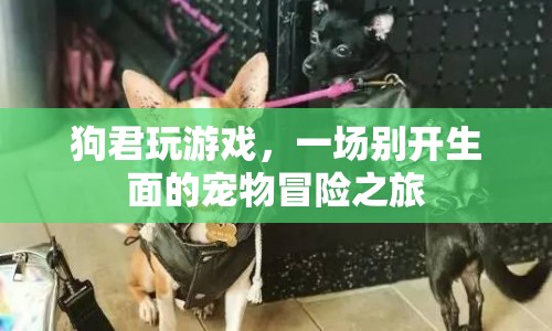 狗君的寵物冒險(xiǎn)之旅，一場(chǎng)別開生面的游戲盛宴