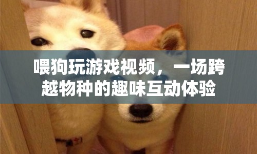 狗玩游戲視頻，跨越物種的趣味互動(dòng)體驗(yàn)