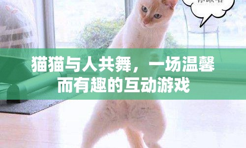貓貓與人共舞，溫馨有趣的互動游戲