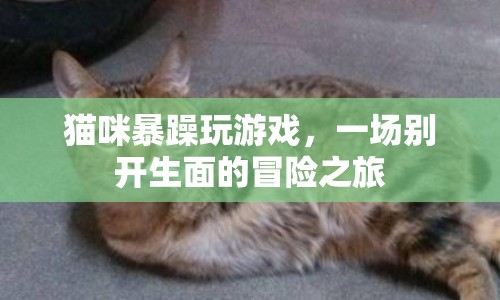 貓咪暴躁玩游戲，一場別開生面的冒險之旅