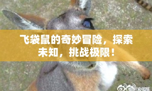 飛袋鼠的奇妙冒險之旅