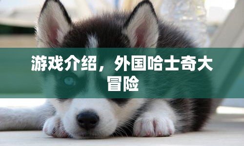 外國哈士奇大冒險，探索未知世界的奇妙之旅