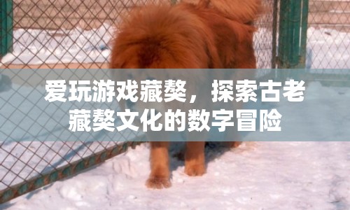 探索古老藏獒文化的數(shù)字冒險(xiǎn)，愛玩游戲藏獒