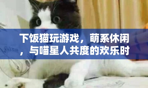 下飯貓，萌系休閑，與喵星人共度的歡樂時光
