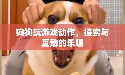 狗狗探索互動游戲，樂趣無窮的動作盛宴
