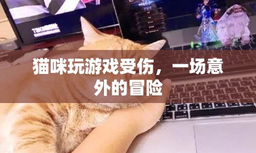 貓咪意外受傷，游戲變冒險之旅