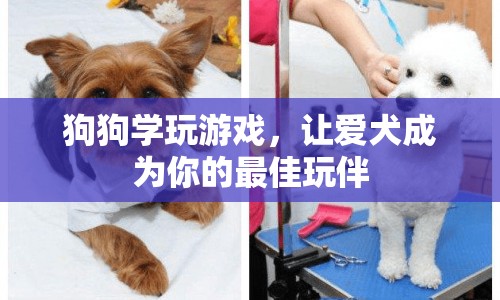 狗狗學(xué)玩游戲，打造最佳玩伴  第1張