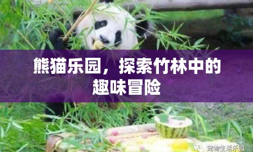 熊貓樂園，竹林中的趣味冒險(xiǎn)等你來探索