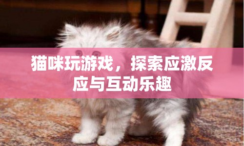 貓咪應激反應與互動樂趣，探索貓咪游戲中的奧秘