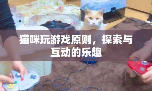貓咪游戲，探索與互動(dòng)的樂(lè)趣