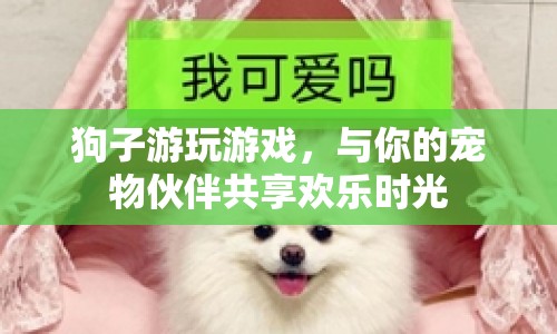 狗子游玩，與寵物伙伴共享歡樂時光