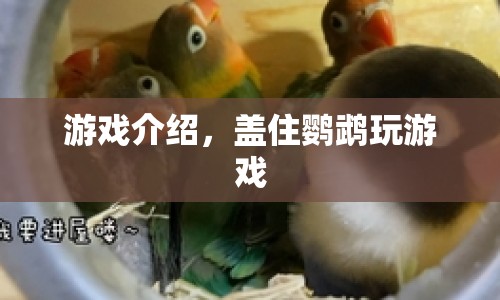 蓋住鸚鵡玩游戲，趣味挑戰(zhàn)，解鎖無限可能
