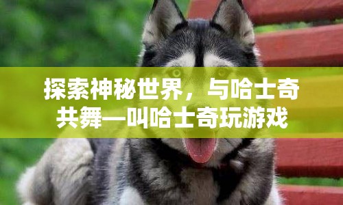 與哈士奇共舞，探索神秘世界，與萌寵玩游戲