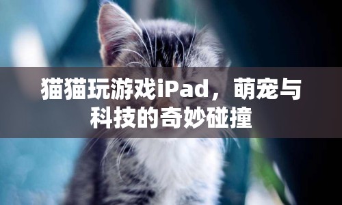 萌寵與科技的奇妙碰撞，貓咪玩轉(zhuǎn)iPad  第1張