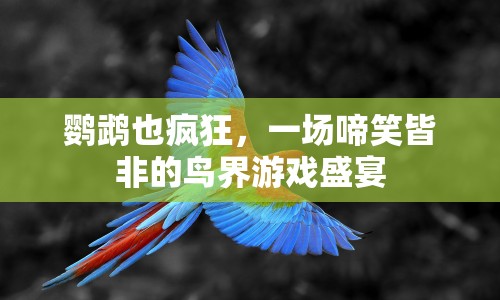 鸚鵡也瘋狂，鳥(niǎo)界游戲盛宴笑料百出